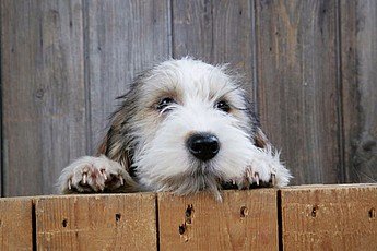 Are You and Your Pooch Good Neighbors? Check Out These 5 Tips for Making Sure!