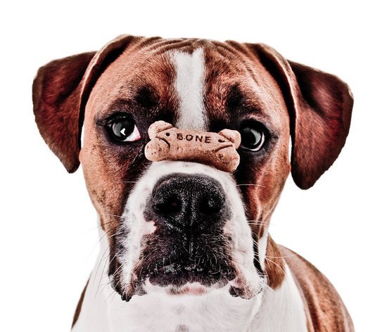 6 Homemade Treats We Think Your Pooch Will Love!