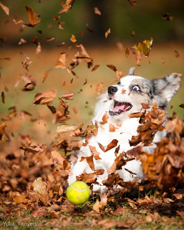 8 Things You Should Do With Your Dog Before Summer REALLY Ends!