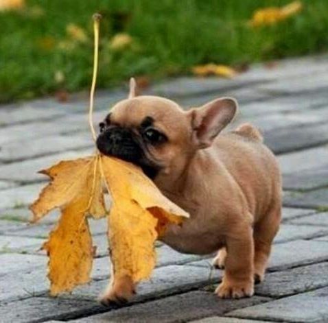 How to Potty Train Your Puppy in 7 Days