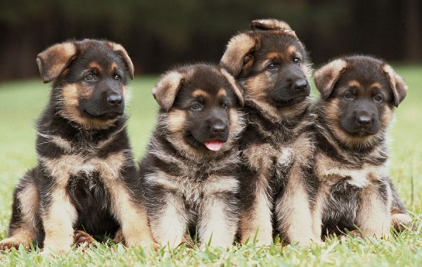German Shepherd Puppies for Sale: Unparalleled for Protection and Loyalty!