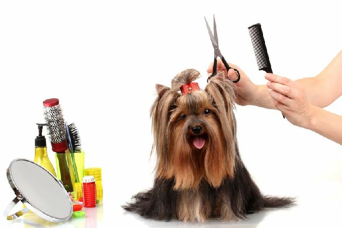How to Find the Right Dog Groomer