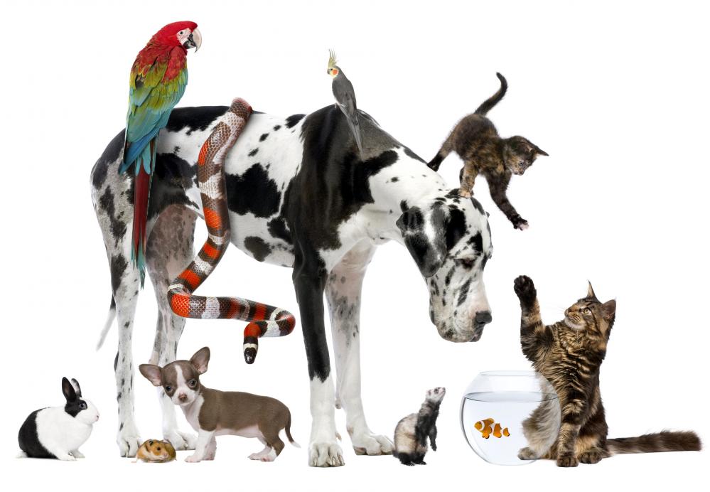 Choosing the Best Furry (or Feathery!) Friend for You!