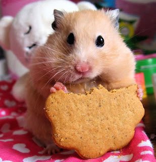 Hamster Treats – Show the Love the Homemade Way!