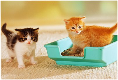 5 Litterbox Mistakes You Could Be Making, Yikes!