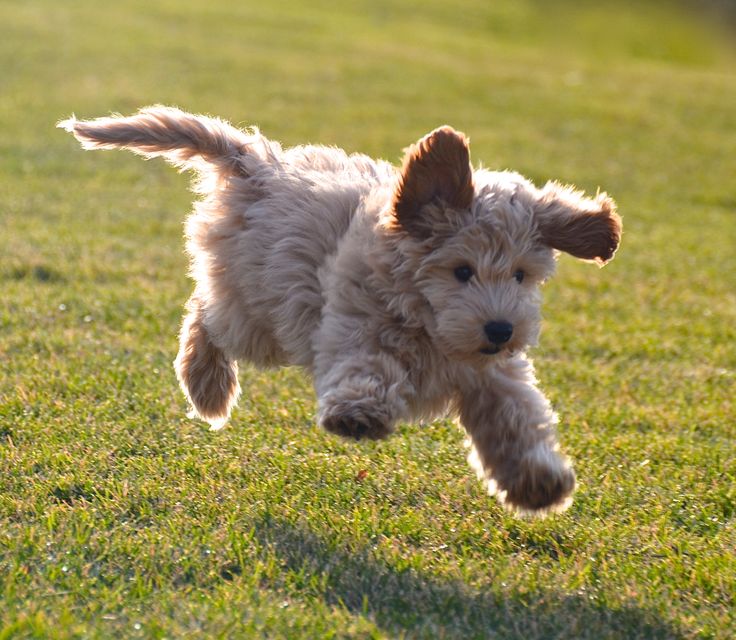 Labradoodle Puppies for Sale, This Breed Gives the Best Puppy Kisses!