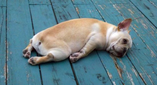 Dog Breeds That Are Perfect for Lazy Humans