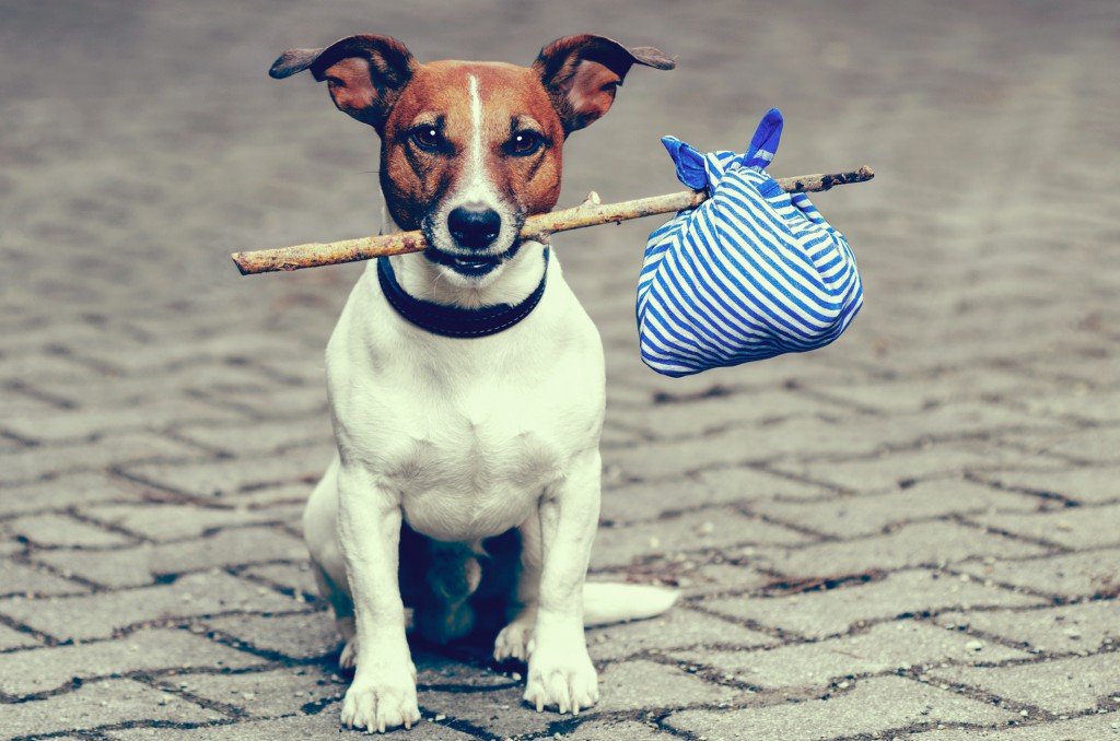3 Things You Should Do To Make Sure You Never Have a Lost Dog