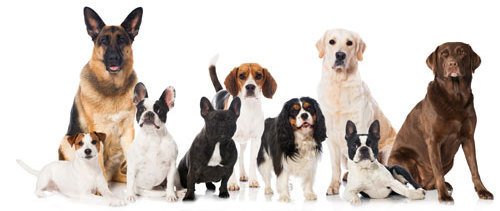 10 Great Dog Breeds for Families