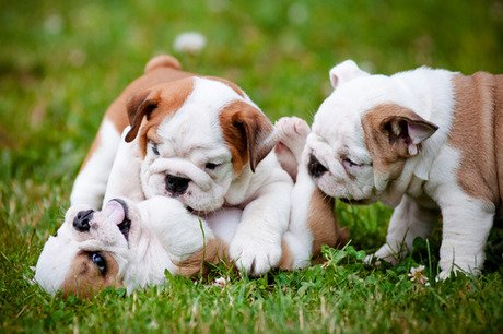 Did You Buy a Puppy? Well, Then Check Out the Most Popular Dog Names of 2015!