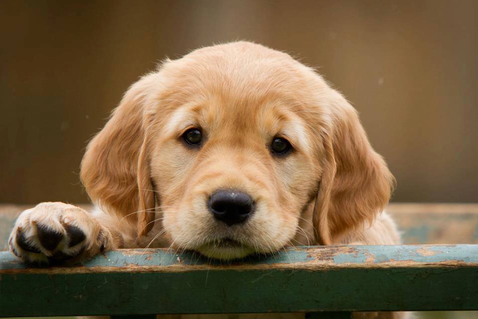 Golden Retriever Puppies for Sale, Why You Need this Breed!