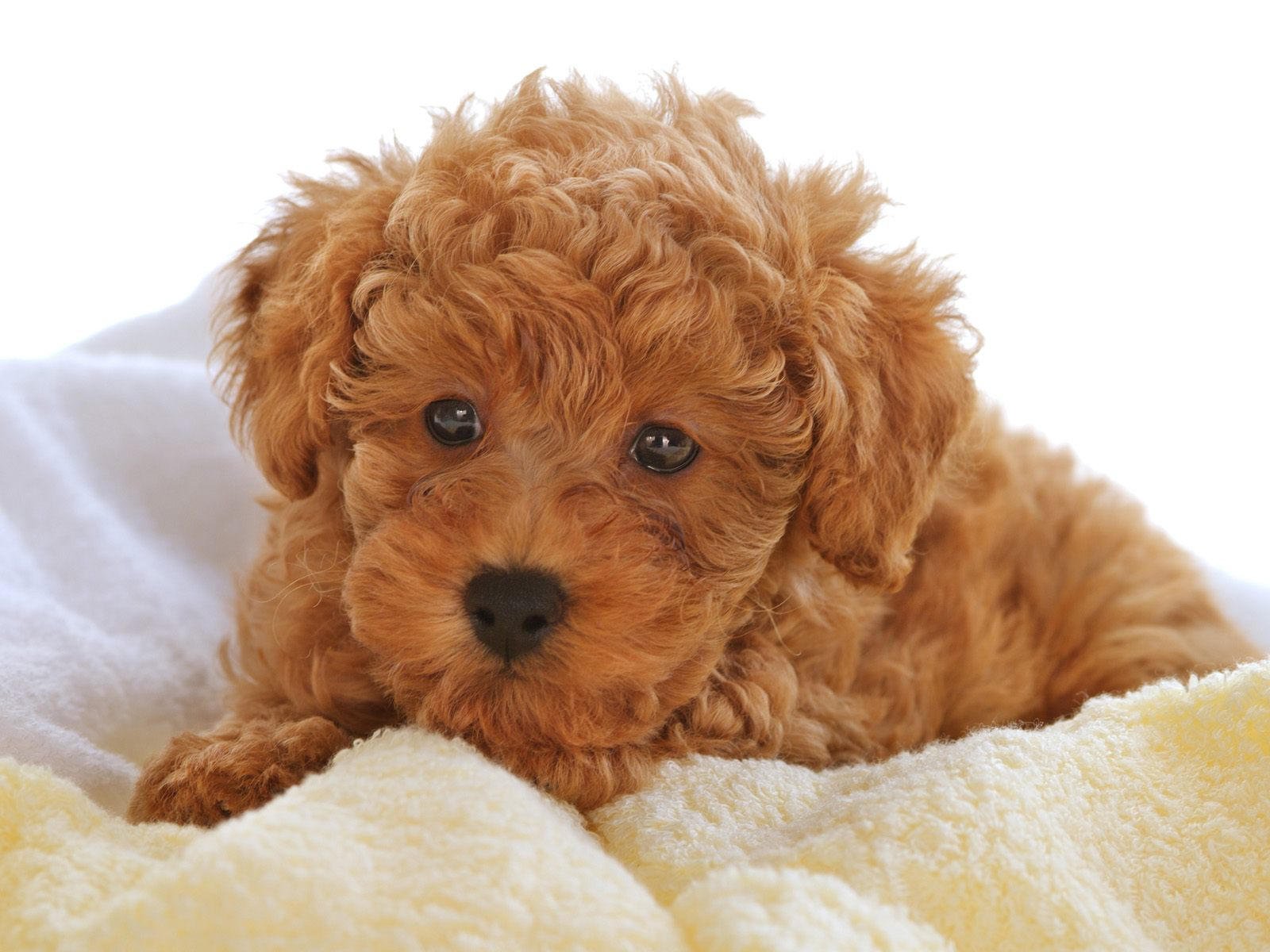 Poodle for Sale: Beauty and Brains, this Breed is Everything You Could Want!