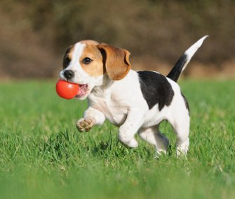 8 Tips for Dog Proofing Your Backyard