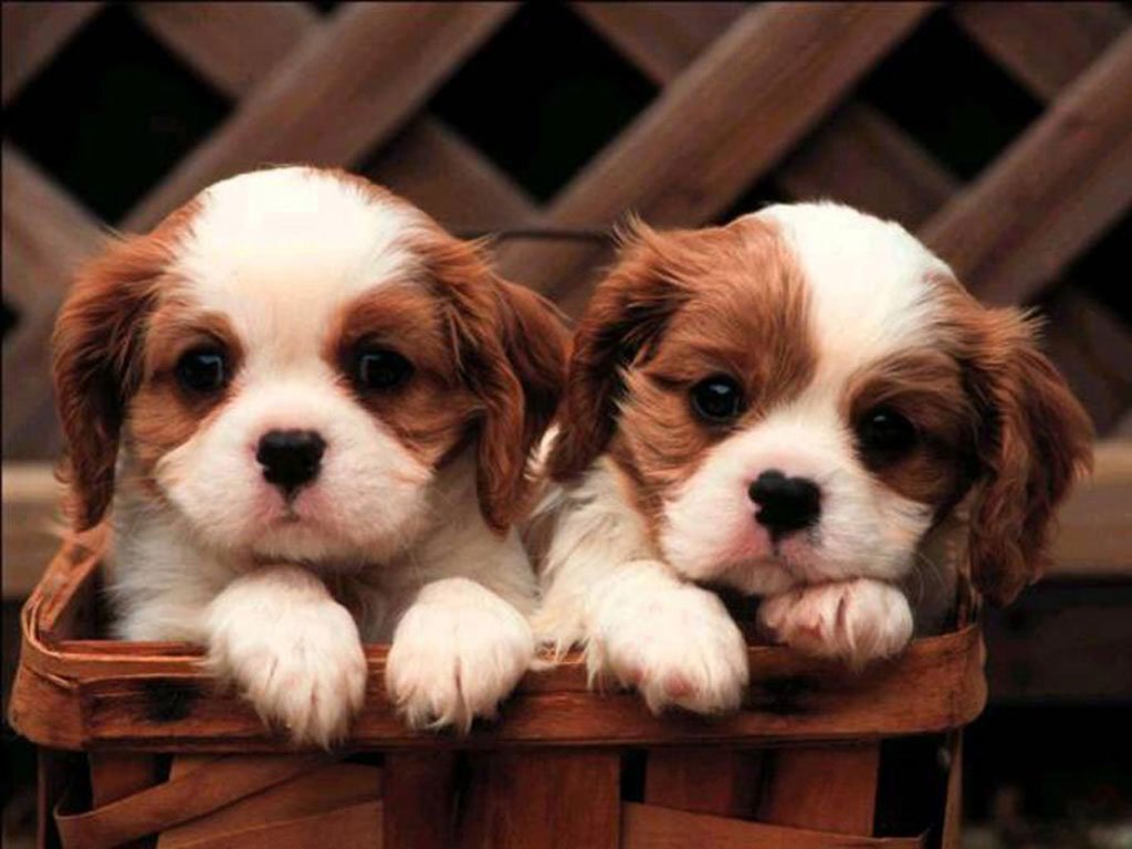Bringing Puppy Home: What You Need