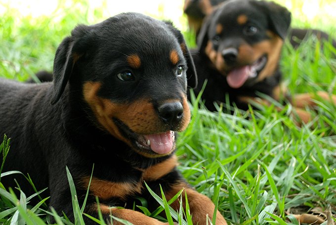 Rottweiler for Sale, Take One of These Big ‘Ole Teddy Bears Home Today!
