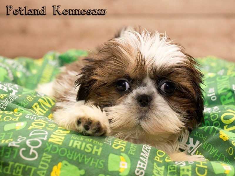 Shih Tzu Puppies for Sale – This Breed is Absolutely Fabulous!