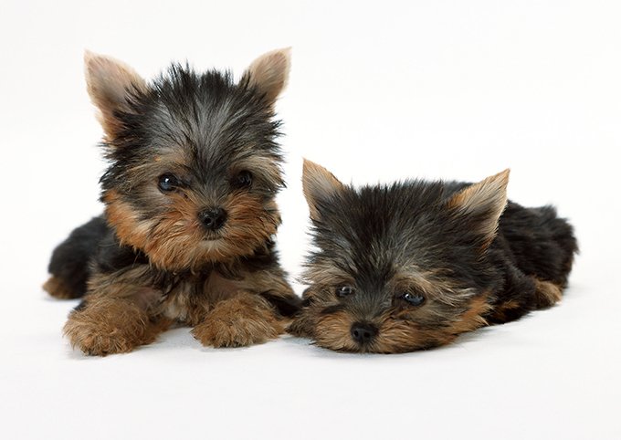 Teacup Puppies for Sale, These Teeny Pups Need Extra Loving!