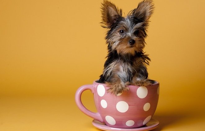 Teacup Yorkies for Sale – Cute, Cuddly and Absolutely Charming!