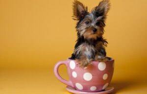 teacup yorkies for sale
