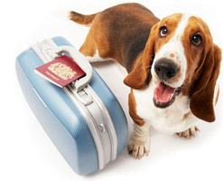 Traveling with Your Pooch this Summer? Check Out Our Travel Checklist!
