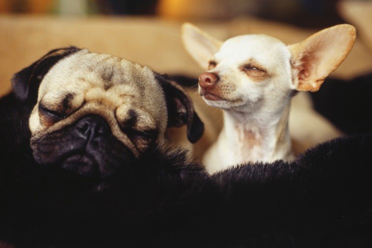 The Benefits of Having Two Dogs