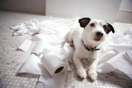 What to do When Your Dog Just. Won’t. Go.