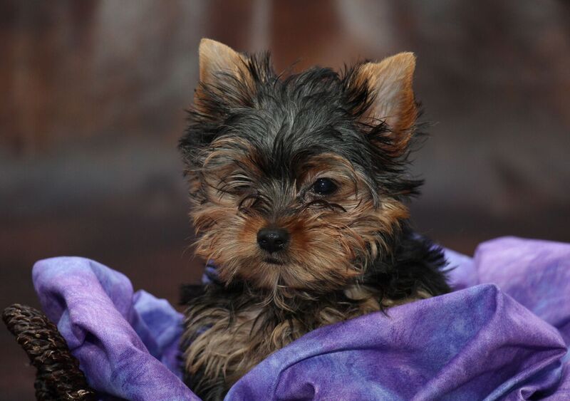 The Yorkshire Terrier – Interesting Facts About this Tiny Breed!