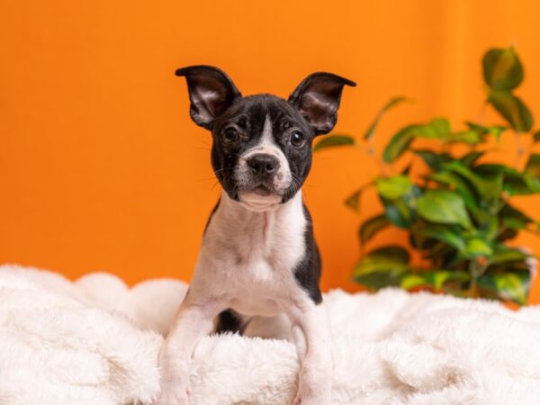 Boston Terrier-Dog-Male-Black and White-2119-PetCenter Old Bridge, New Jersey