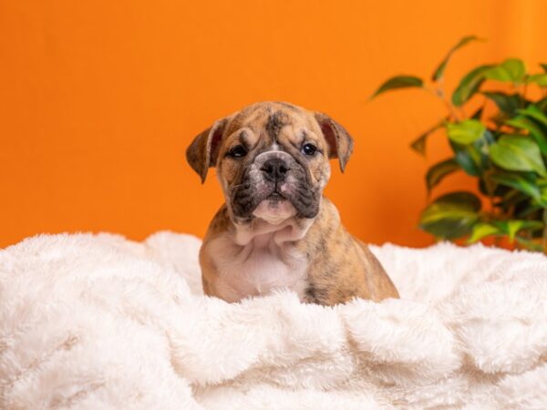 English Bulldog-Dog-Female-Brindle / White-2120-PetCenter Old Bridge, New Jersey