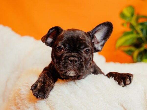French Bulldog-Dog-Male-Brindle-2134-PetCenter Old Bridge, New Jersey