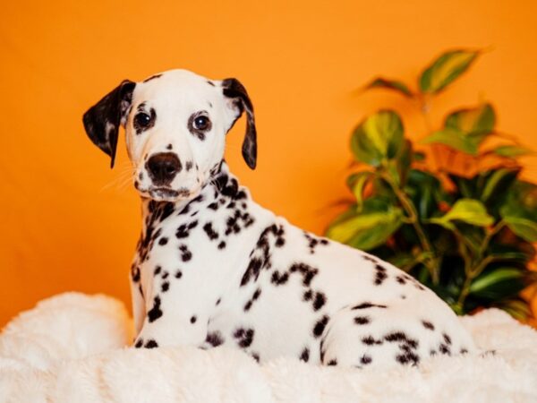 Dalmatian-Dog-Male-White and Black-2143-PetCenter Old Bridge, New Jersey