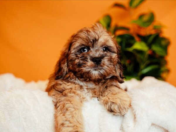 Shihpoo-Dog-Male-Gold-2138-PetCenter Old Bridge, New Jersey