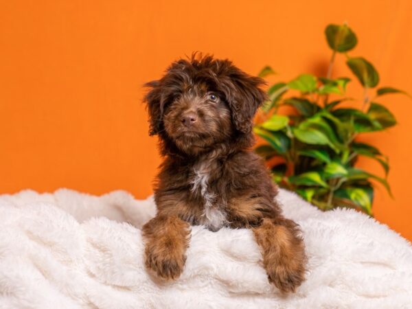 Mini Aussiepoo-Dog-Male-Chocolate-2151-PetCenter Old Bridge, New Jersey