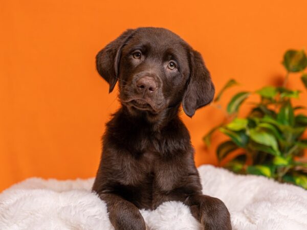 Labrador Retriever-Dog-Male-Chocolate-2152-PetCenter Old Bridge, New Jersey