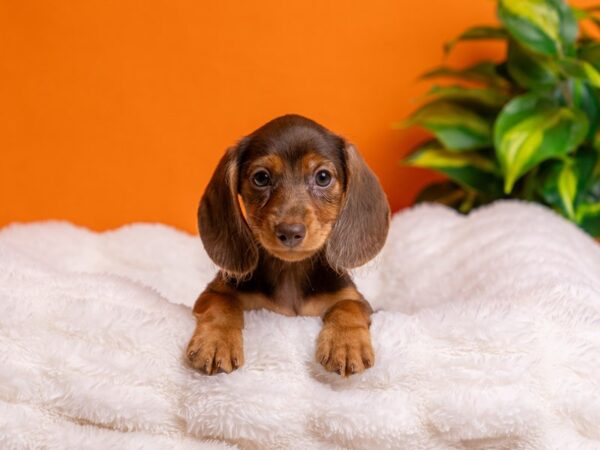 Dachshund-Dog-Female-Chocolate and Tan-2202-PetCenter Old Bridge, New Jersey
