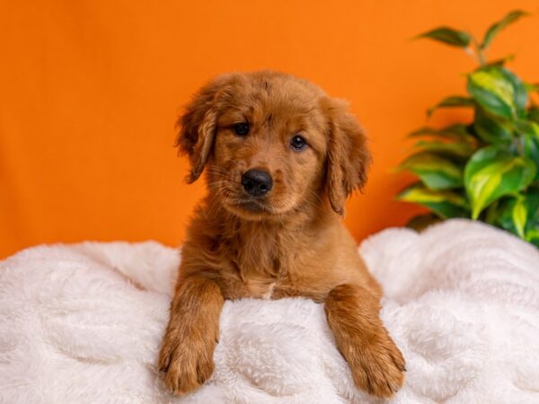 Golden Retriever-Dog-Female-Dark Golden-2201-PetCenter Old Bridge, New Jersey