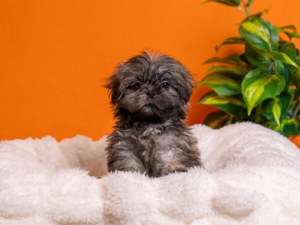 Shih Tzu-Dog-Male-Brindle-2203-PetCenter Old Bridge, New Jersey