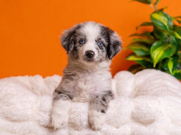 Miniature Australian Shepherd-Dog-Female-Blue Merle White and Tan-2197-PetCenter Old Bridge, New Jersey