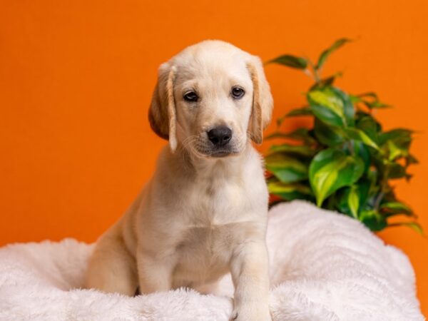 Labrador Retriever-Dog-Female-Yellow-2184-PetCenter Old Bridge, New Jersey