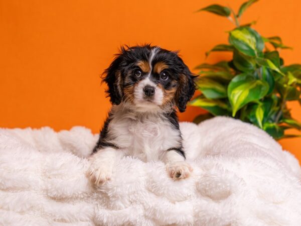 Cavalier King Charles Spaniel-Dog-Male-Tri-Colored-2193-PetCenter Old Bridge, New Jersey