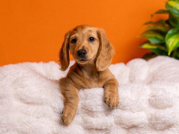 Dachshund-Dog-Male-Red-2181-PetCenter Old Bridge, New Jersey