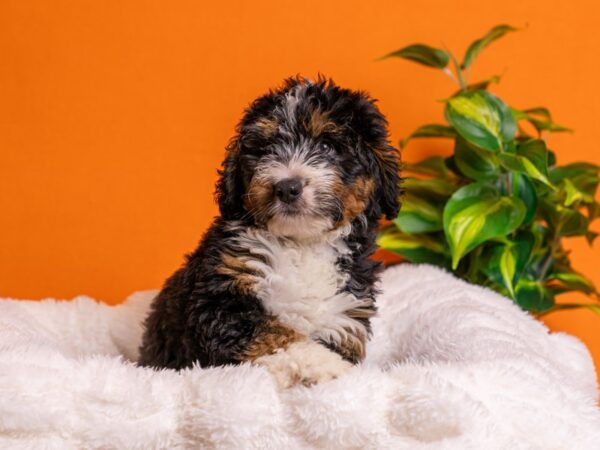 Mini Bernadoodle-Dog-Female-Tri-Colored-2187-PetCenter Old Bridge, New Jersey