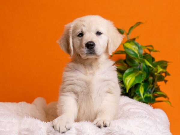 Golden Retriever-Dog-Female-Golden-2180-PetCenter Old Bridge, New Jersey