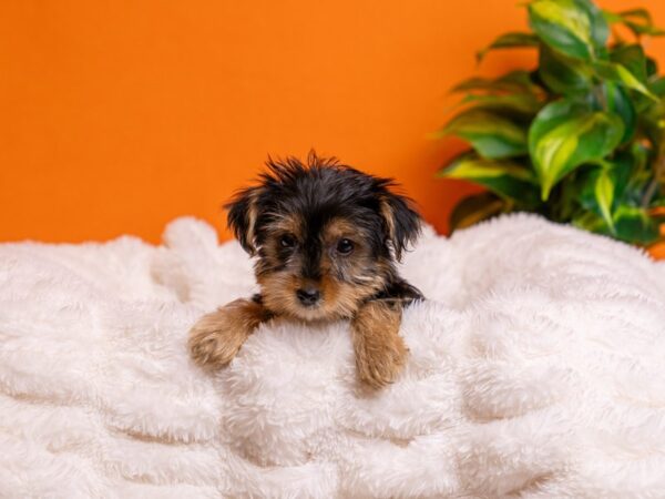 Yorkshire Terrier-Dog-Female-Black / Tan-2191-PetCenter Old Bridge, New Jersey