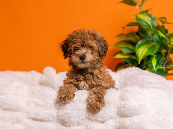 Poodle-Dog-Male-Sable-2190-PetCenter Old Bridge, New Jersey
