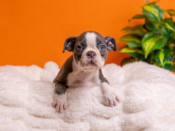 Boston Terrier-Dog-Female-Blue / White-2185-PetCenter Old Bridge, New Jersey