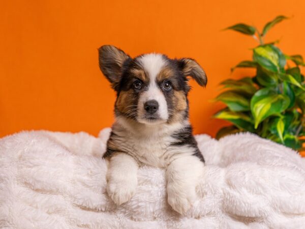 Cardigan Welsh Corgi-Dog-Female-Tri-Colored-2189-PetCenter Old Bridge, New Jersey