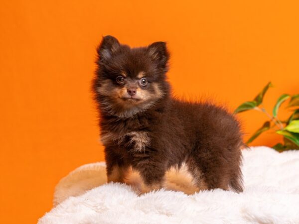 Pomeranian-Dog-Female-Chocolate and Tan-2213-PetCenter Old Bridge, New Jersey