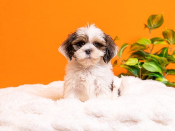 Lhasa Apso-Dog-Male-Red Gold-2214-PetCenter Old Bridge, New Jersey