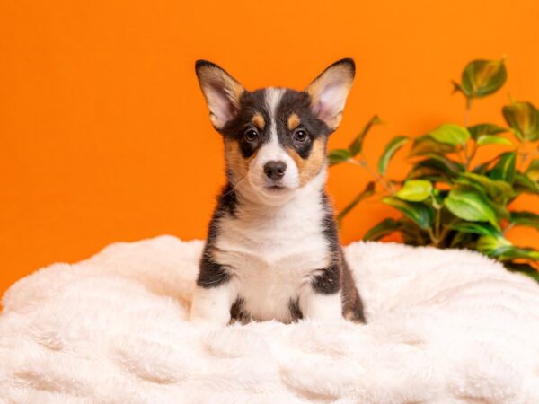 Pembroke Welsh Corgi-Dog-Male-Black and Tan-2219-PetCenter Old Bridge, New Jersey